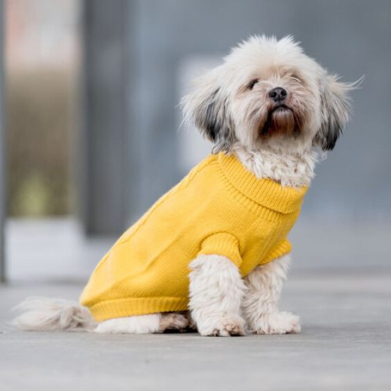 Pull Kenton jaune