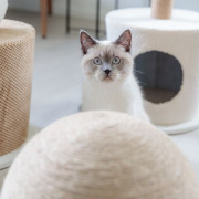 Griffoir boule pour chat