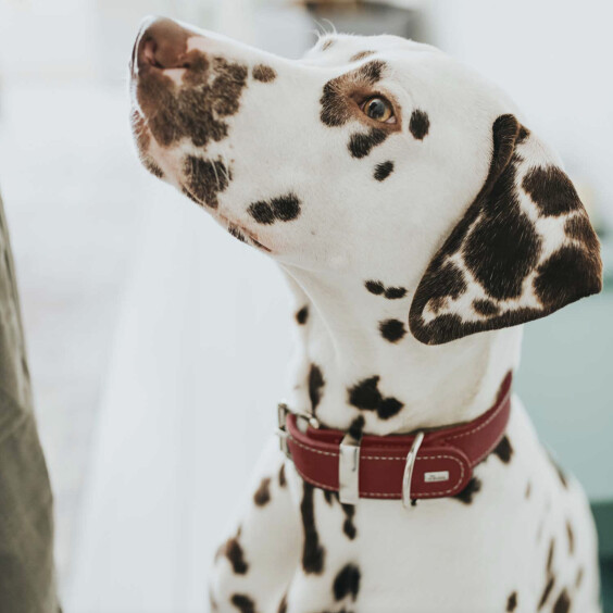 Collier en cuir pour chien Aalborg Spécial rouge Hunter