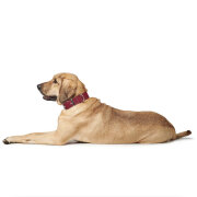 Collier cuir pour petit et gros chien Aalborg rouge