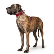 Collier cuir pour petit et gros chien Aalborg rouge