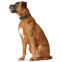 Largeur : 2 cm - Tour de cou : 26-30 cm