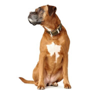 Collier artisanal en cuir Aalborg Spécial olive pour chien