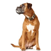 Collier en cuir Aalborg Spécial olive pour chien Hunter