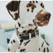 Collier petit et gros chien  Aalborg Spécial bleu