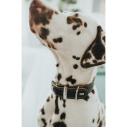 Collier petit et gros chien  Aalborg Spécial bleu