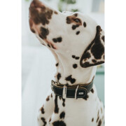 Collier petit et gros chien  Aalborg Spécial bleu