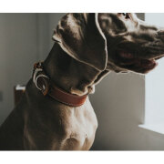 Collier artisanal petit et gros chien Aalborg cognac en cuir,