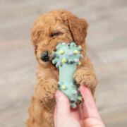 Jouet Mini Haltère Junior pour Chiot