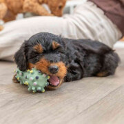 Jouet Mini Haltère Junior pour Chiot
