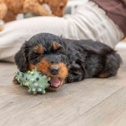 Jouet Mini Haltère Junior pour Chiot 10 cm