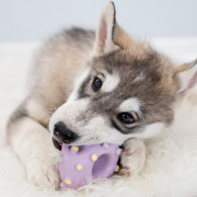 Jouet Mini Anneau Junior pour Chiot ø8 cm