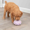 Jouet Mini Anneau Junior pour Chiot ø8 cm