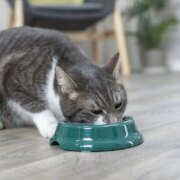 Gamelle en plastique ø11 cm