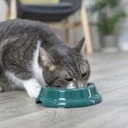 Gamelle en plastique ø11 cm