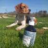 Huile de sardine pour chien et chat Bubimex