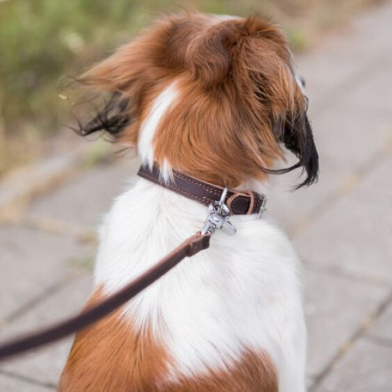 Rustic en cuir pour chien