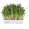Graines d'herbe à chat à faire pousser 100 g
