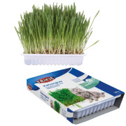 Graines d'herbe à chat à faire pousser 100 g