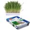 Graines d'herbe à chat à faire pousser 100 g