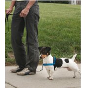 Harnais anti traction Deluxe Easy Walk + laisse
