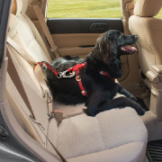 Sangle d'attache de sécurité pour chien