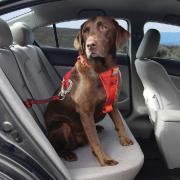 Sangle d'attache de sécurité pour chien