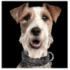 Milk & Pepper Python pour chien