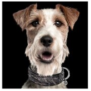 Collier Luxe Python pour Chien