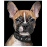 Collier luxe, original Calavera pour Chien