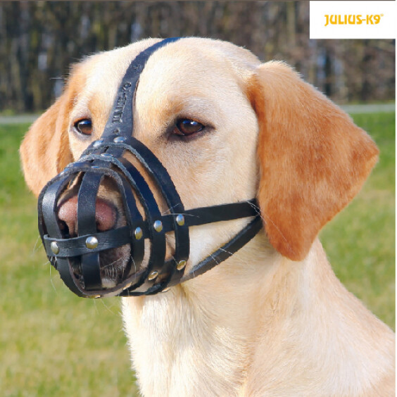 Muselière de frappe pour chien