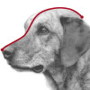 Muselière de frappe pour chien