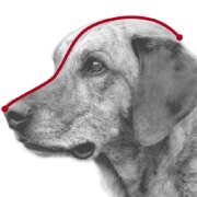 Muselière de Frappe pour chien Julius-K9