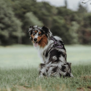 Harnais Divo pour chien violet Hunter