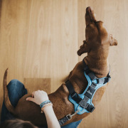 Harnais Divo pour chien bleu clair Hunter