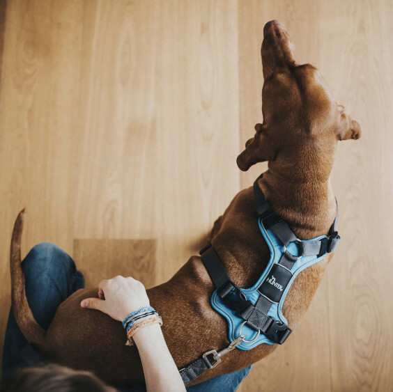 Harnais Divo pour chien bleu clair Hunter