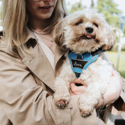 Harnais Divo pour chien bleu clair Hunter