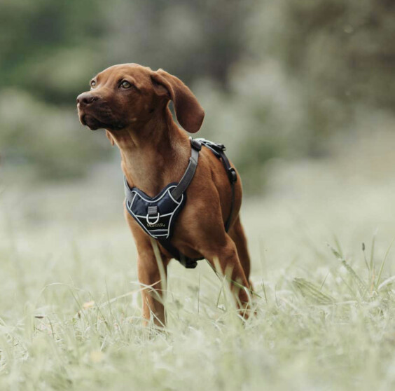 Harnais Divo pour chien bleu foncé Hunter
