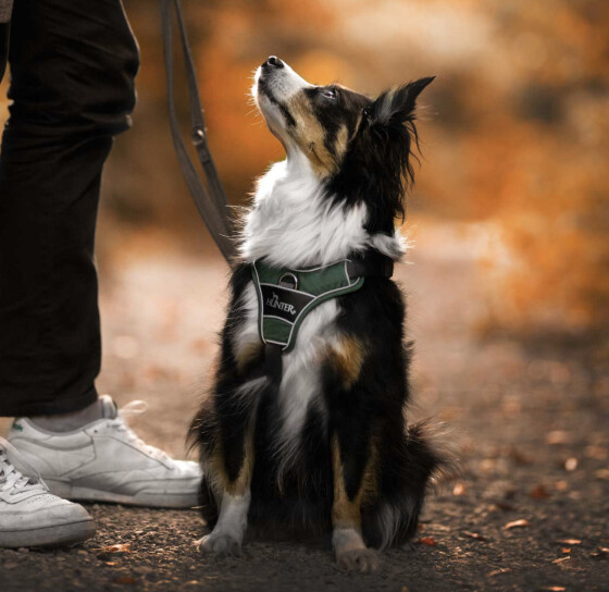 Harnais Divo chien VERT, attache anti traction