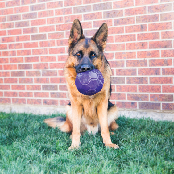 KONG Balle FlexBall Medium/Large