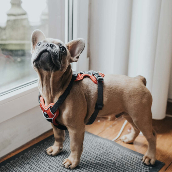 Harnais Divo pour chien rouge Hunter