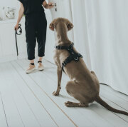 Harnais Aalborg noir pour Berger Allemand Malinois.