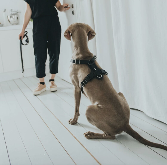 Harnais Aalborg noir pour Berger Allemand Malinois.