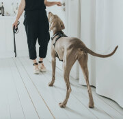 Harnais Aalborg noir pour Berger Allemand Malinois.