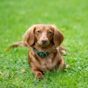 Collier premium pour chien vert forêt