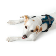 Harnais Maldon pour chien bleu pétrole Hunter