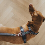 Harnais Aalborg Mixed pour Chien COGNAC