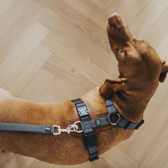 Harnais Aalborg Mixed pour Chien cognac Hunter