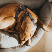 Harnais Aalborg Mixed pour Chien COGNAC