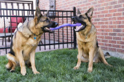 KONG Jouet Ogee Stick